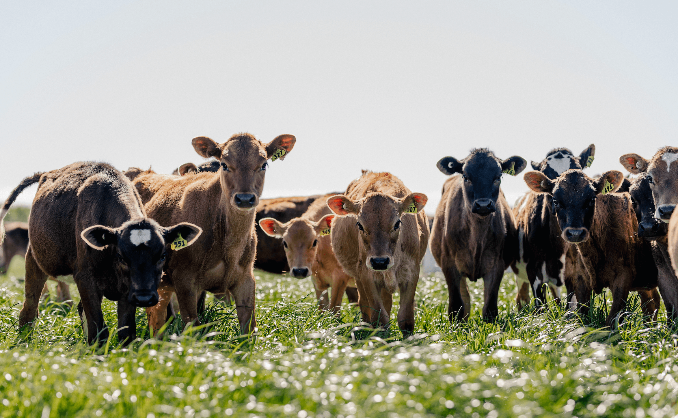 Histoire de Progènes