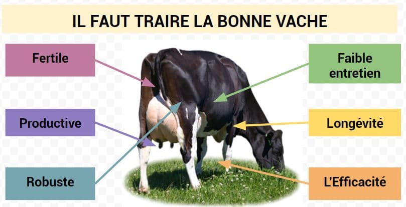 La vache idéale