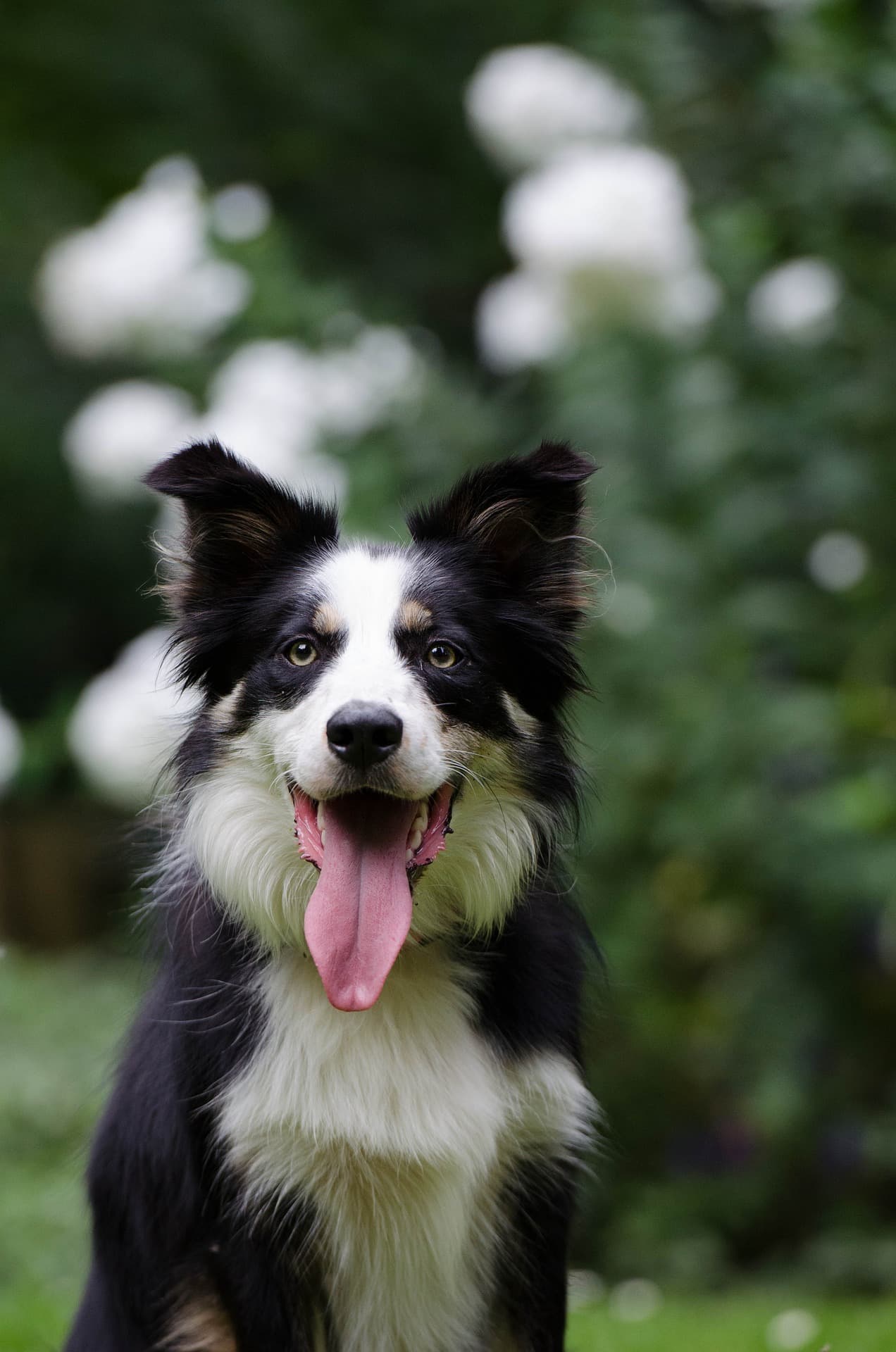 bodercollie